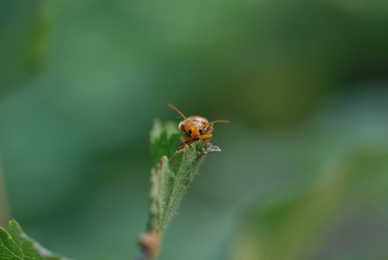 DSC_7226.jpg